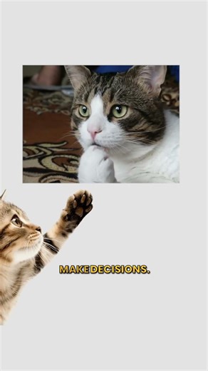 SDLC, explained by cats. #cat #code #software #development #lifecycle
