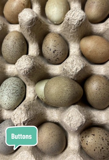 Accidentally hatched out on purpose an army of button quail. This was my first ever hatch for buttons and they are from my own birds. I cannot say how thankful I am to have a life like this and I am so happy with the success rate. I kept my temperature at 101.4 and my humidity in between 65 and 68. For all those that are new to this welcome and it really is as easy as just giving it a good try time to move to the Brooder 🌸💕🌼#buttonquail #incubator #chicks #farmher #quaileggs