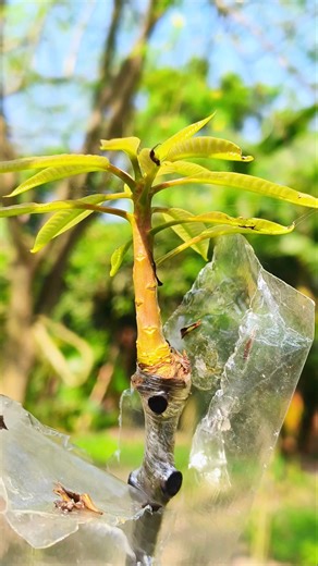 Mango Grafting 100% Success | EASY Method!🥭