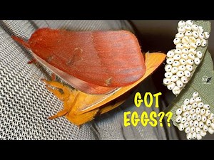 BREEDING IO MOTHS GETTING FERTILE EGGS IN CAPTIVITY