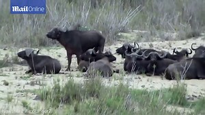 Epic moment lions hunt and kill buffalo at Kruger National Park