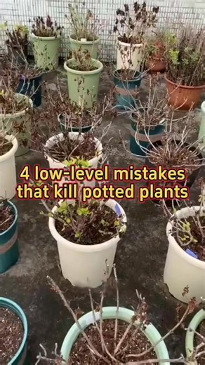 4 common mistakes when planting potted plants. #gardening | Ramos Mark