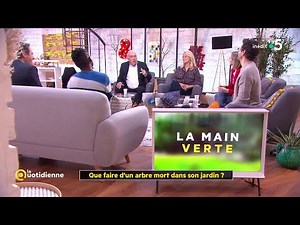 Que faire d'un arbre mort dans son jardin ? - La Quotidienne