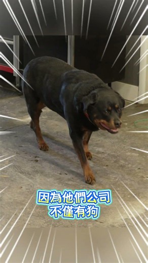 他們公司的安全鞋看起來真的很安全