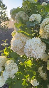49K views · 6.7K reactions | Snowball Bush Viburnums are amazing! They are one of very few viburnums that can handle full sun in our area and they provide an amazing early show of hydrangea-esque blooms. They aren’t bothered by our high soil pH, any particular insect pests and/or fungal or disease issues. Great all around shrub! I planted these last year and can’t wait to see them grow and grow and, hopefully, grow!!! 殺 | Garden Answer | Facebook