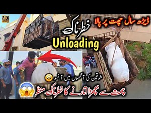 Dangerous Cow Unloading 😱 3rd Floor Se Bachra Unloading 😳😱 Allah Khair Kary 🙏 Karachi Mandi 2025