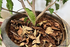 Why Are My Hibiscus Leaves Turning Brown? (Causes Fix)