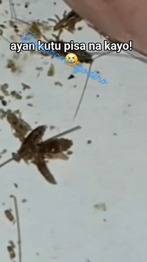 ayan kutu pisa na kayo!😆 #trending #kutu #viralreels #reelsvideo #reelsviral #virals #shortvirals | Lerma Ramirez Odero