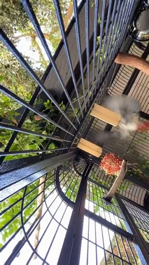 459K views · 3.9K reactions | my bird is a pyschopath | Logan Paul | Facebook