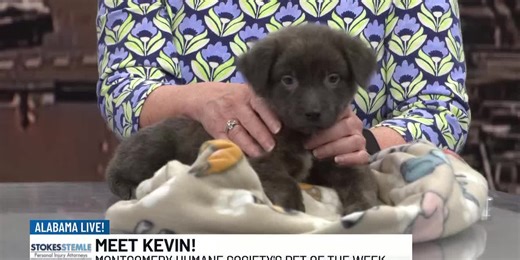 Pet of The Week: Meet Kevin
