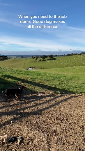 Australian Kelpie: The Ultimate Working Dog | Farm Life Video