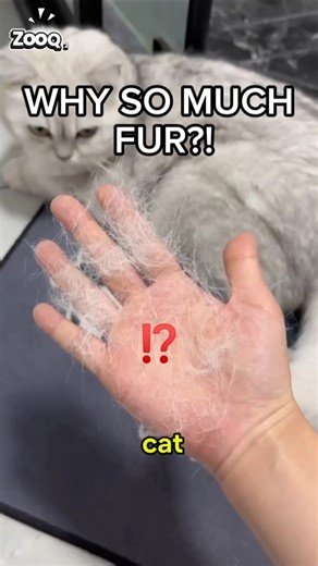 Your Cat Is Shedding Like Crazy… Here’s the Truth #short #shorts #cat #funny #pets