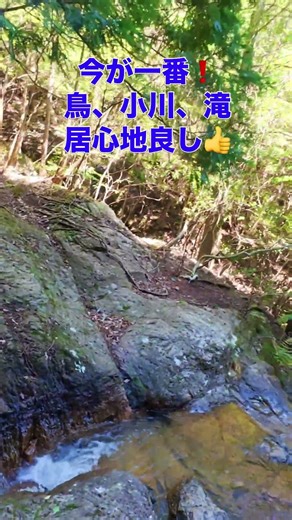 今がベスト❗️野鳥と新緑の摩耶山・地蔵谷