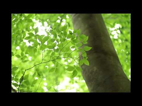 【作業用BGM】かぜのこえ