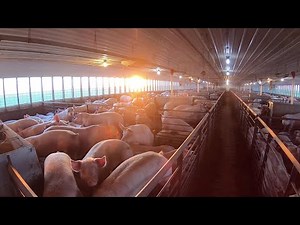Hog Farming in Northwest Iowa