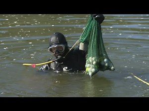 Temecula golf ball diver nets $100,000 a year