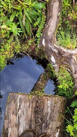 Alaska is Epic! One of my favorite hikes from this summer! #Alaska #Nature