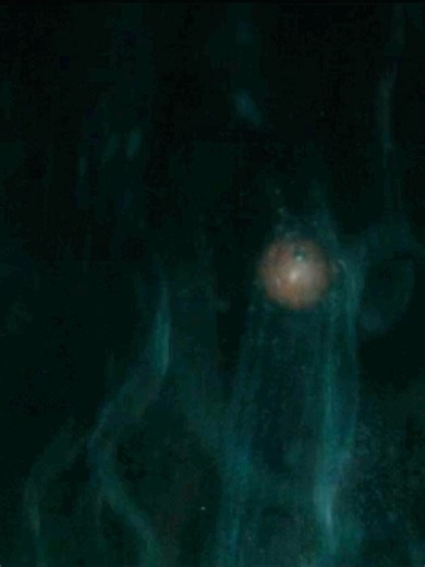 O Monstro do Filme Ameaça Profunda: Entenda Cthulhu