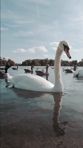 Happy Duck Song – A Fun One-Paragraph Kids Melody