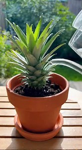 La méthode des jardiniers pour faire pousser un ananas chez soi, sans erreur | Astuces Recettes Trucs