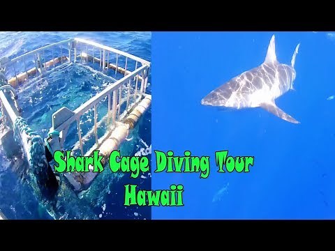 Shark Cage Diving Tour Hawaii Oahu | Hawaii Shark Encounters | North Shore