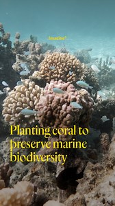 Coral reefs are the rainforests of the sea. While they make up only 1% of the ocean floor, they hold 25% of marine biodiversity. But with so much of the world’s coral reef being threatened by yearly marine heatwaves, what can we do to help? Coral Gardeners are a group of surfers, freedivers, fisherman, and scientists committed to actively protecting and restoring reef health. Headquartered out of Mo’orea, French Polynesia, they have innovated a technique for transplanting healthy corals from nur
