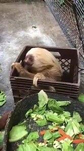 20K views · 874 reactions | Carob, our Hoffman's two-toed sloth, enjoys eating a peanut. #zooforall | Pittsburgh Zoo & Aquarium | Facebook