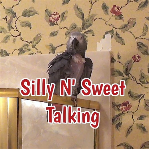 12K views · 886 reactions | Einstein the Talking Parrot turns his shower perch into a comedy and concert rolled into one! From sweet phrases like “You’re sweet” and “Gimme kiss” to hilarious impressions of dogs, geese, and seals, he’s got it all covered. Add in a little dancing, some raspberry sounds, and a touch of silliness, and you’ve got pure parrot entertainment. | Einstein the Talking Texan Parrot | Facebook