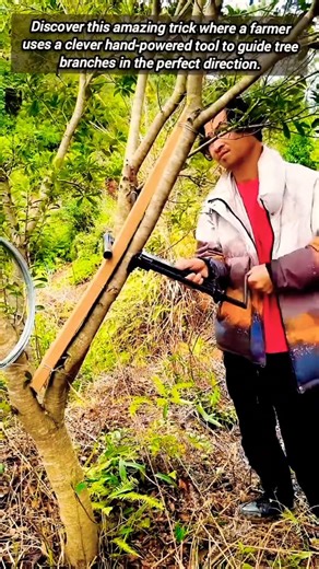 Amazing Trick To Grow Tree Branches In Perfect Direction