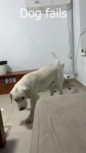 Funny Accidents & Oops Moments / 2026 / 😆 #shorts