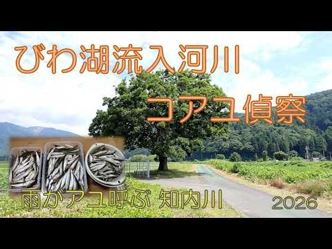 20260629 びわ湖流入河川コアユ偵察