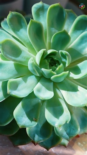 Top Indoor Succulents That Thrive Inside Your Home #succulent #indoorplants #shorts #houseplants
