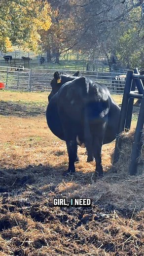 Lopsided momma is still VERY lopsided😅🐮 | Katie Van Slyke
