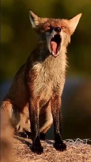 Fox Sounds 🦊 What Does The Fox Say? Actually