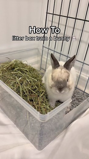 Getting your bunny spayed or neutered is another important part in potty training for bunnies! They’re very territorial and getting them fixed will help cut down on territorial markings 🐰 • • Adding more than 1 litter box can also be helpful, especially when you see they’re going a lot in different spots. Let me know if you have any other questions! • • • #bunny #bunnycare #bunnyeducation #freeroambunny #petbunny #rabbittips #bunmom #litterboxtips #bunnylitterbox #petparent #petcare #animalcare