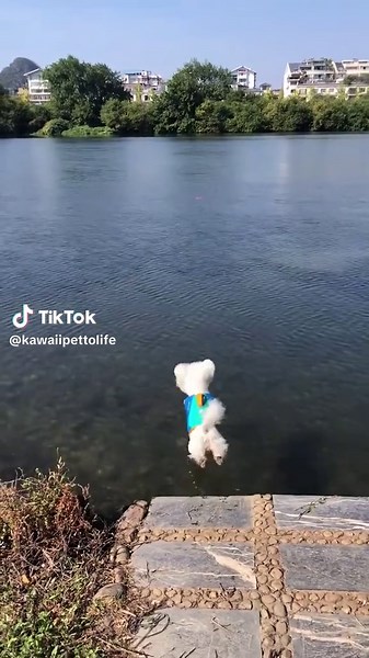 🏊🐶上手！#funnypets #dog #pet #doglover #kawaii #ペット #ビションフリーゼ