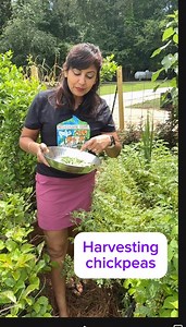 474K views · 8.1K reactions | Join us harvesting our organic chickpeas. Started them from kitchen cabinet stored dried chickpeas. See the results yourself so easy n fun #gardening #farming #indianfood #organicfarming #organicgardening | Patilkulkarnifarms | Facebook