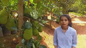 3.2K views · 162 reactions | WHAT IS AYUR JACK FARM .?. AYUR JACK FARM KURUMAL KUNNU PLANT ONLY FARM 9447738074. | AyurJack | Facebook