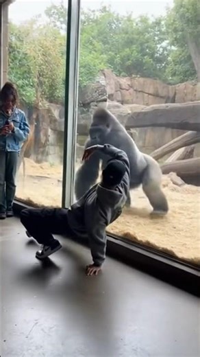 Man Challenges Gorilla to a Dance Battle... The Gorilla's Response is INSANE 🤯
