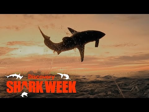 Great White Shark Goes Airborne! | Shark Week