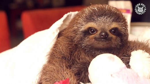 These sloths are just so silly: | The Pet Collective