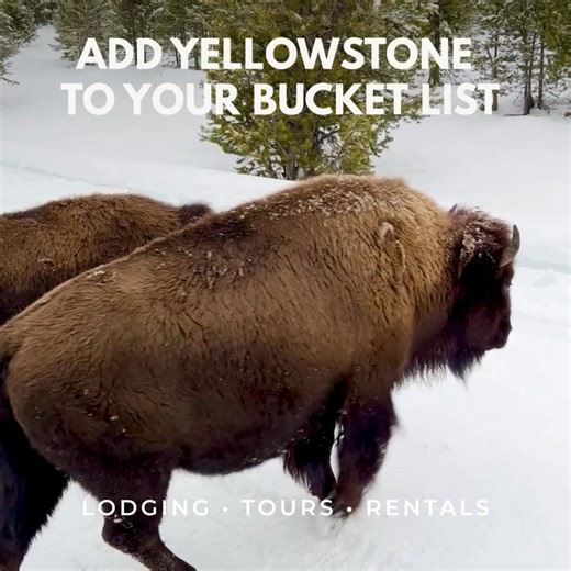 This is your sign to visit Yellowstone. Lodging, tours, rentals, and more. We make trip planning easy. | Yellowstone Vacations