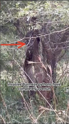 Florida’s Python vs. Alligator War 🚨