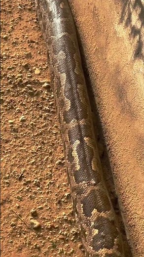 Burmese Python: A touch of silent power!