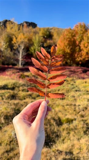 14K views · 274 reactions | Would you visit Iceland during the fall?...
