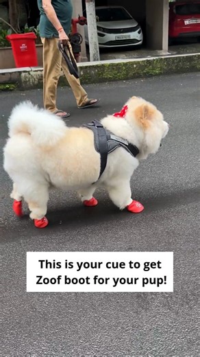 Zoof Pets on Instagram: "Putting on Zoof Plops takes less than half a minute — and suddenly, your pup’s paws are safe from mud, germs, and all that post-walk mess. 💥 Quick slip-on, comfy fit, zero drama. Clean paws = cleaner homes + happier walks. 🌟"