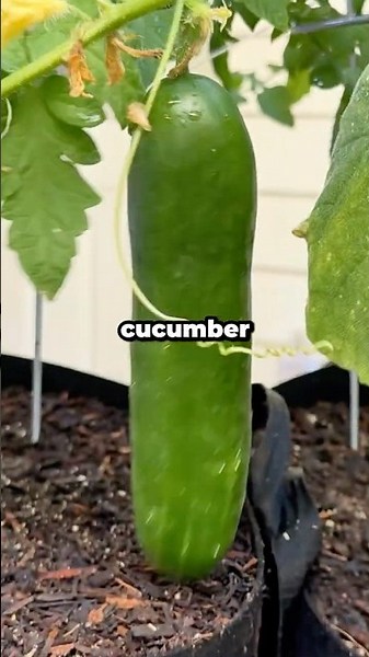 How Often Should You Fertilize Cucumbers for Maximum Yield? #shorts