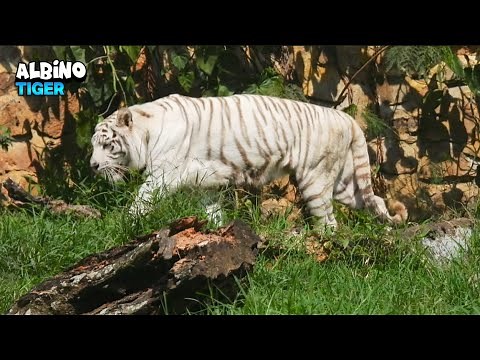 Behold The Breathtaking Sight Of a Magnificent Albino Tiger in Motion
