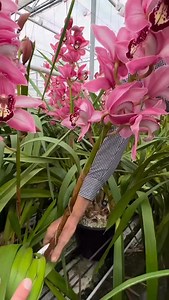 20K views · 2K reactions |  PASSION BEHIND THE SCENES ON A COLD SUNDAY AFTERNOON  Just listen to the music and enjoy, while Arie Poot is working hard to get all the special customer orders ready. These moments I cherish the most during my visits, too SEE and FEEL their PASSION for flowers and listen to their inspiring stories and experiences. | Peter Kuijt | Facebook