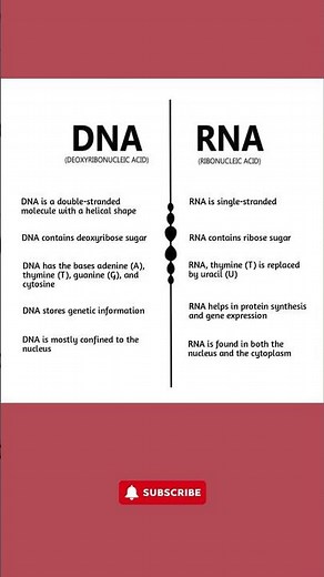 DNA vs RNA | Key Differences Explained in a Simple Image